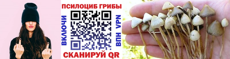 Псилоцибиновые грибы Cubensis  Завитинск 
