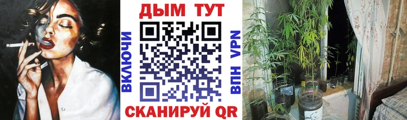 как найти наркотики  Завитинск  Каннабис гибрид 